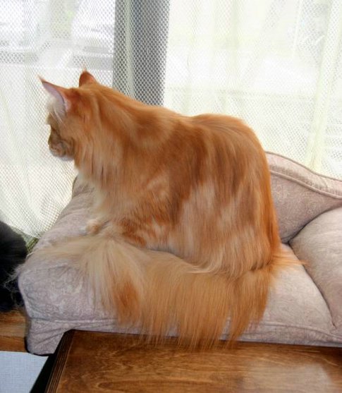 Cavallino 猫 ねこ ネコ カメオって言うカラーをご存知ですか